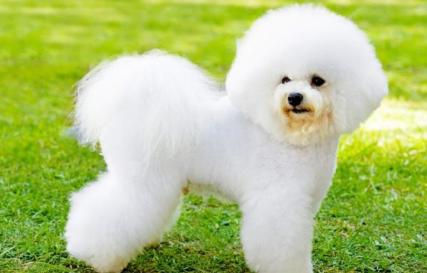 Бишон фризе — это нечто изысканное Маленькие белые собачки породы бишон