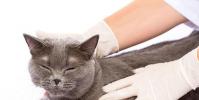 Как распознать наличие глистов у кошек: симптомы и лечение домашнего любимца, меры профилактики против гельминтоза
